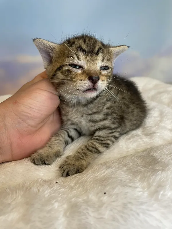 Kot do adopcji, Kielce, 29 czerwca 2024