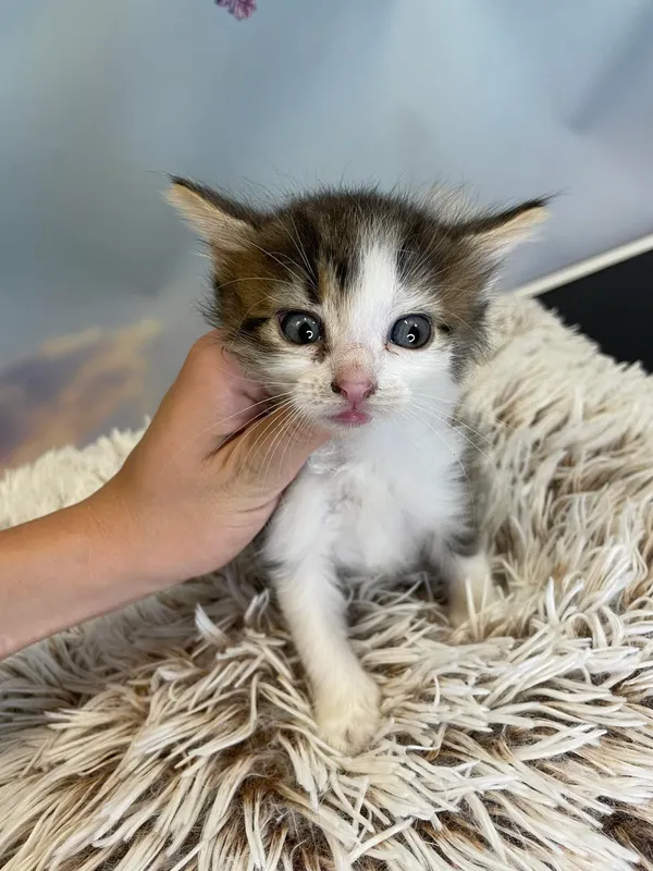 Kot do adopcji, Kielce, 29 czerwca 2024