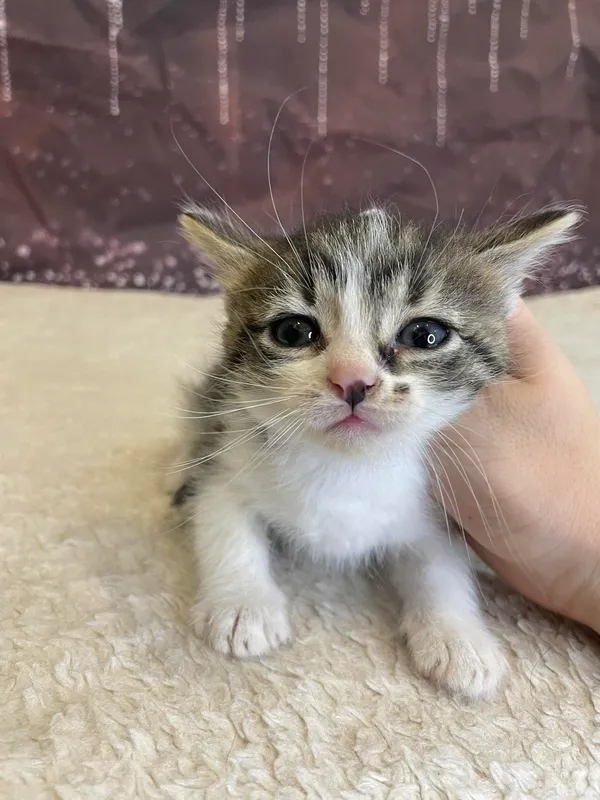 Kot do adopcji, Kielce, 29 czerwca 2024