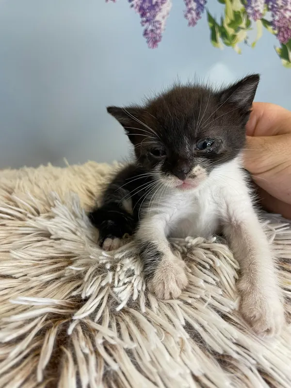 Kot do adopcji, Kielce, 29 czerwca 2024