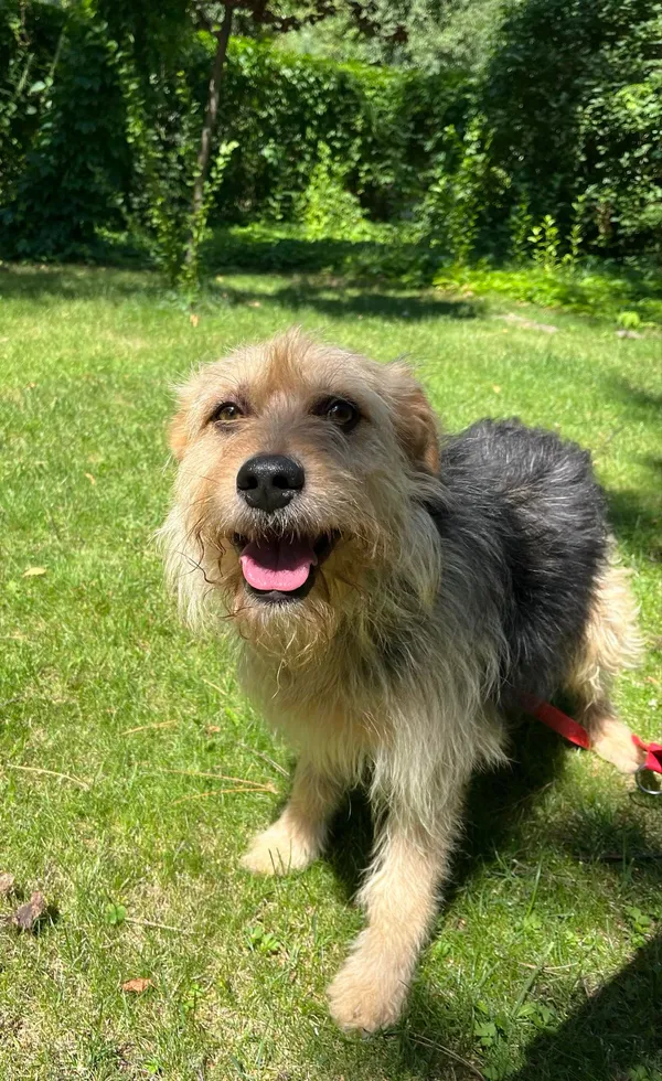 Pies do adopcji, Włocławek, 28 czerwca 2024 (1/5)