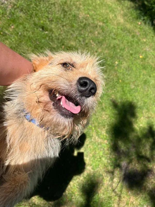 Pies do adopcji, Włocławek, 28 czerwca 2024 (2/5)