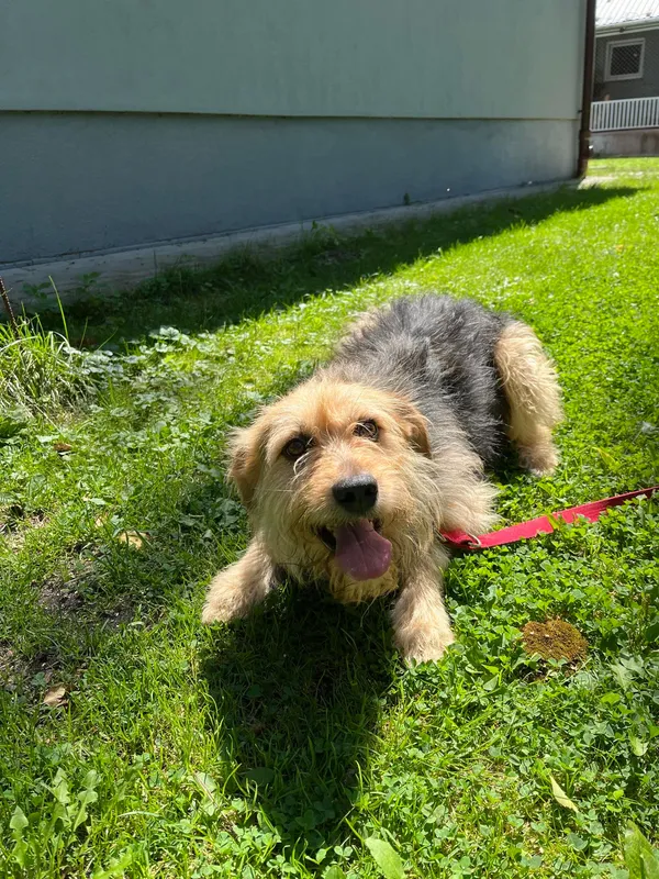 Pies do adopcji, Włocławek, 28 czerwca 2024 (3/5)