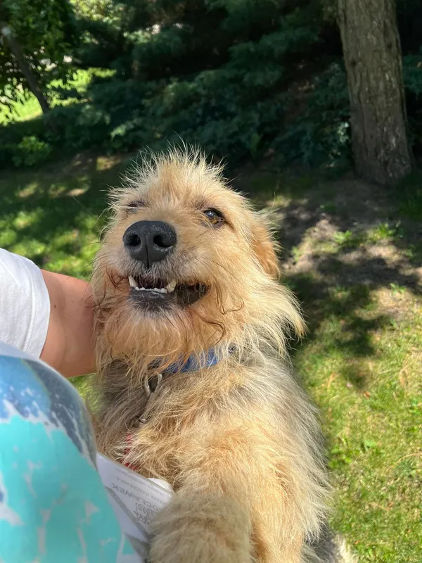 Pies do adopcji, Włocławek, 28 czerwca 2024 (4/5)