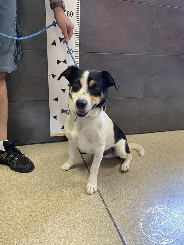 Znaleziono psa, Chełmek, 28 czerwca 2024