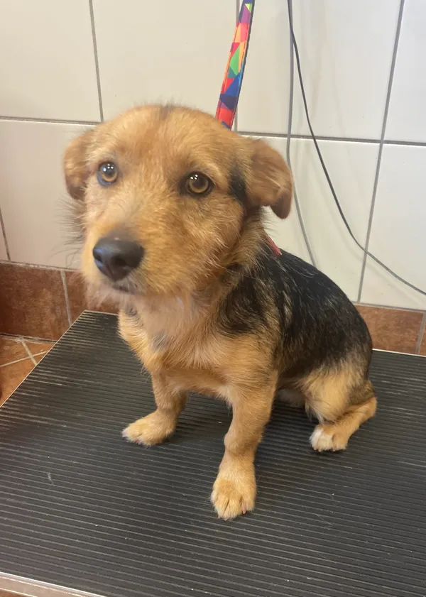 Pies do adopcji, gmina Dobra (Szczecińska), 28 czerwca 2024