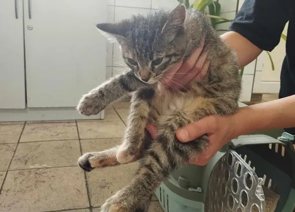 Znaleziono kota, Toruń, 27 czerwca 2024