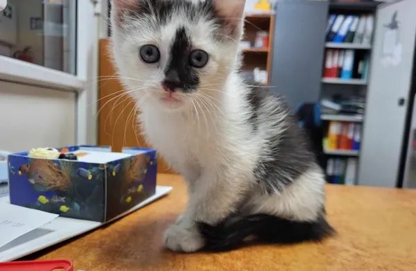 Znaleziono kota, Toruń, 25 czerwca 2024