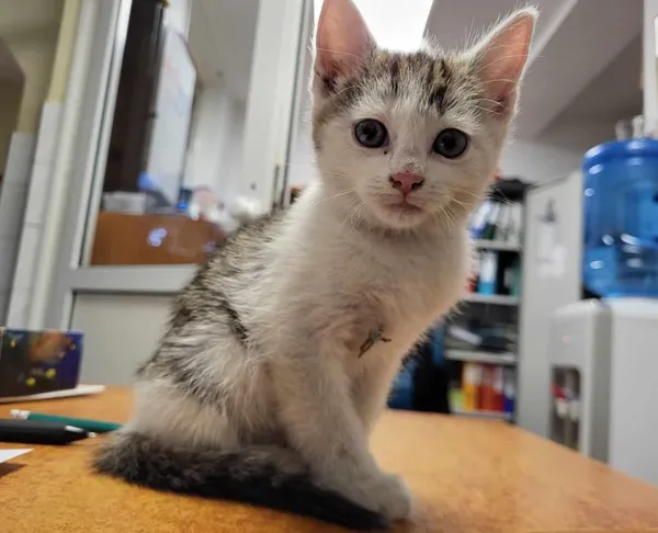 Znaleziono kota, Toruń, 25 czerwca 2024