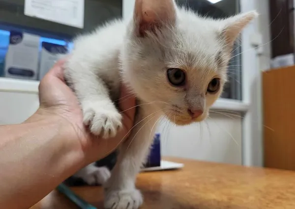 Znaleziono kota, Toruń, 25 czerwca 2024