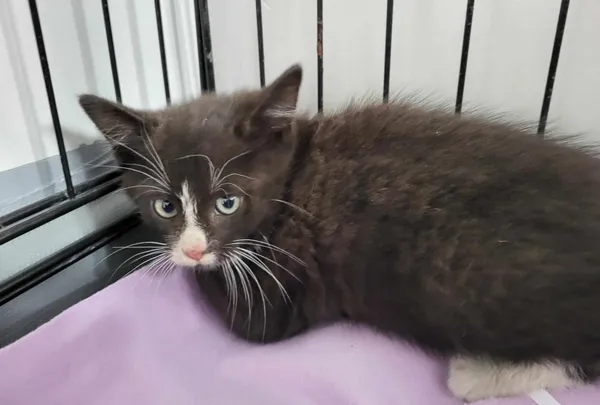 Znaleziono kota, Toruń, 25 czerwca 2024