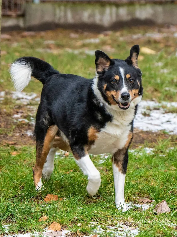 Pies do adopcji, Sopot, 30 czerwca 2024 (4/5)