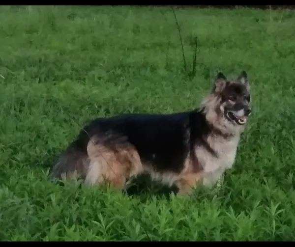 Zaginął pies, Wrocław, Klecina, 30 czerwca 2024