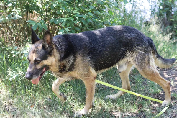 Pies do adopcji, Dłużyna Górna, 29 czerwca 2024 (2/5)