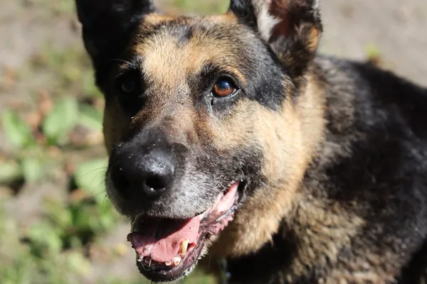 Pies do adopcji, Dłużyna Górna, 29 czerwca 2024 (3/5)