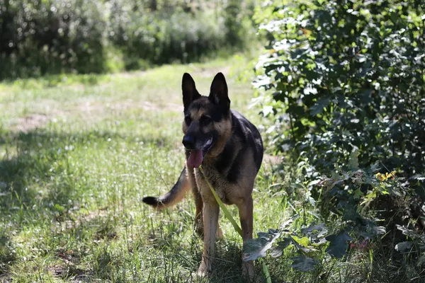 Pies do adopcji, Dłużyna Górna, 29 czerwca 2024 (4/5)