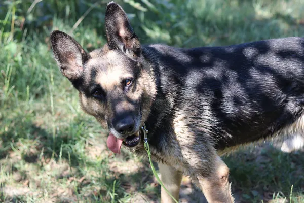 Pies do adopcji, Dłużyna Górna, 29 czerwca 2024 (5/5)