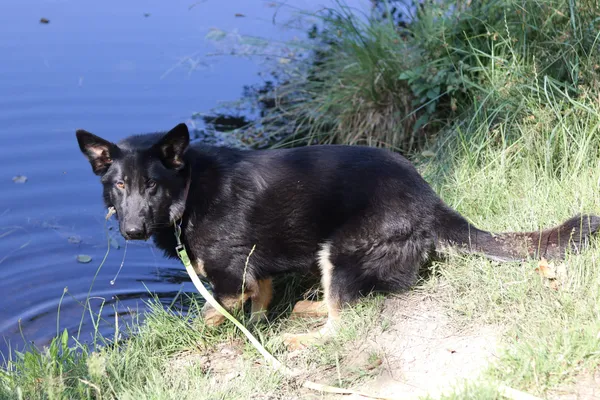 Pies do adopcji, Dłużyna Górna, 29 czerwca 2024 (2/5)