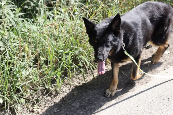 Pies do adopcji, Dłużyna Górna, 29 czerwca 2024 (3/5)