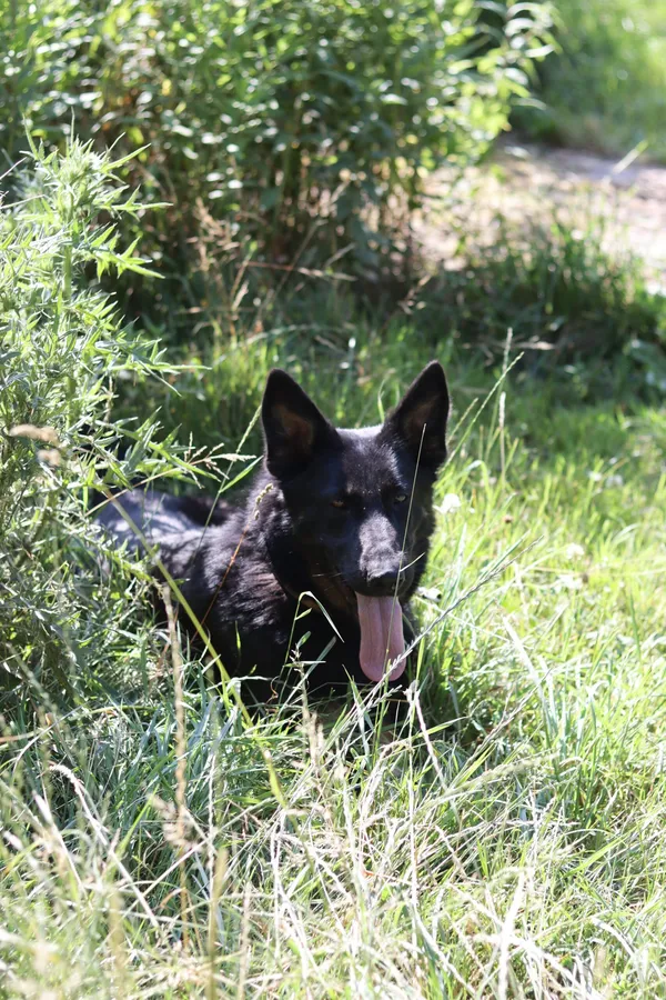 Pies do adopcji, Dłużyna Górna, 29 czerwca 2024 (5/5)