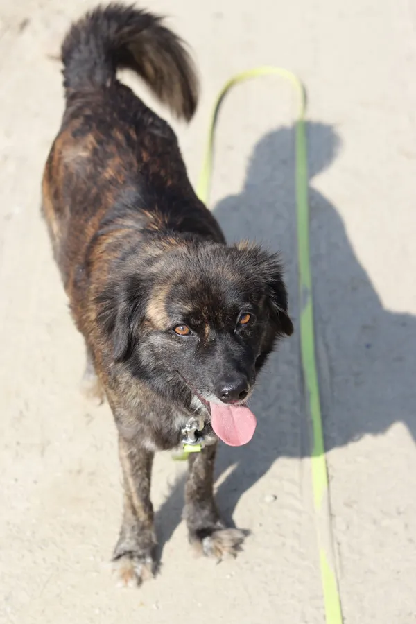 Pies do adopcji, Dłużyna Górna, 29 czerwca 2024 (2/5)