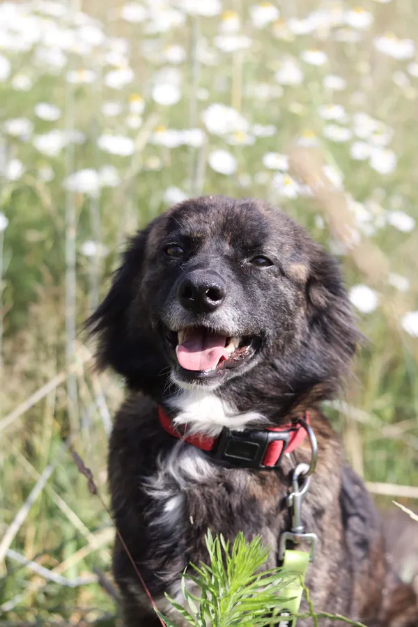 Pies do adopcji, Dłużyna Górna, 29 czerwca 2024 (3/5)