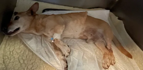 Znaleziono psa, Lublin, 28 czerwca 2024