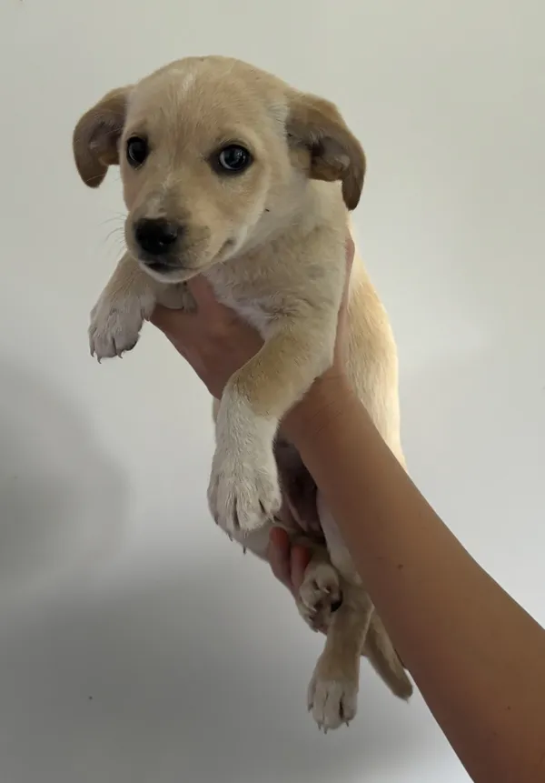 Znaleziono psa, Lublin, 28 czerwca 2024