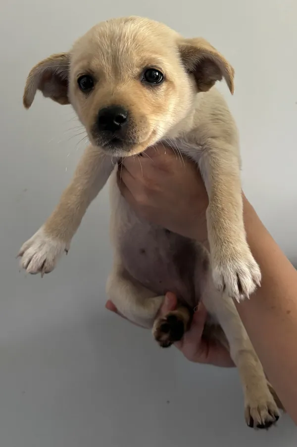 Znaleziono psa, Lublin, 28 czerwca 2024