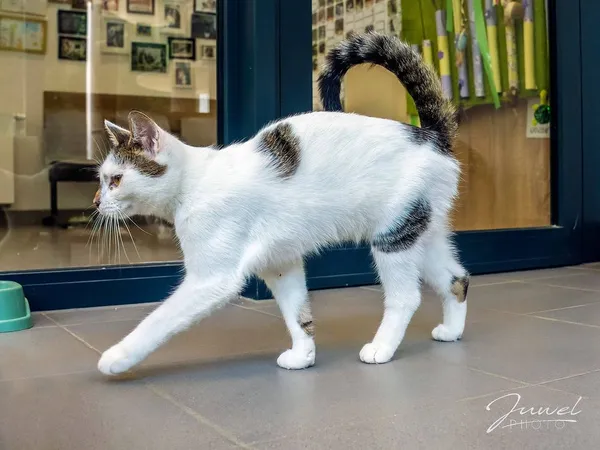 Kot do adopcji, Sopot, 30 czerwca 2024 (1/5)