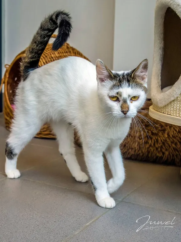 Kot do adopcji, Sopot, 30 czerwca 2024 (2/5)