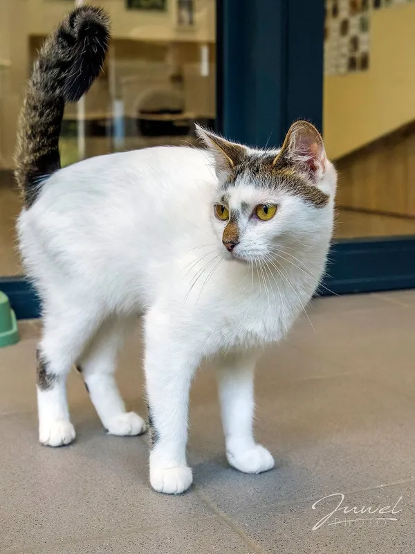 Kot do adopcji, Sopot, 30 czerwca 2024 (5/5)