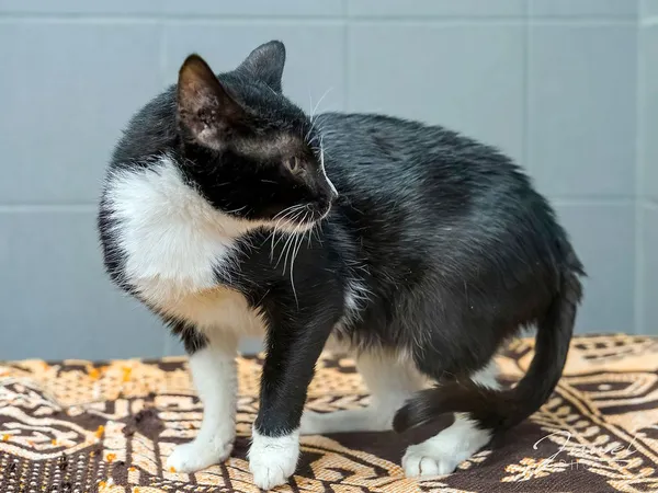 Kot do adopcji, Sopot, 30 czerwca 2024 (3/5)