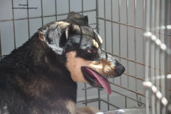 Pies do adopcji, Nowy Dwór Mazowiecki, 30 czerwca 2024 (4/4)