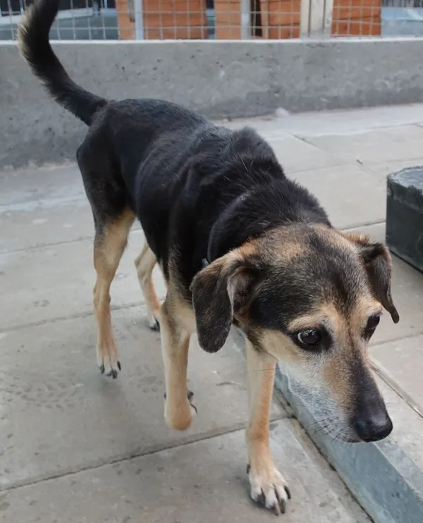 Znaleziono psa, Gdańsk, 30 czerwca 2024