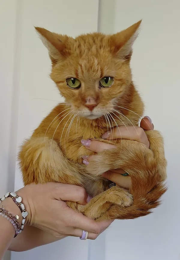 Znaleziono kota, Lublin, 29 czerwca 2024