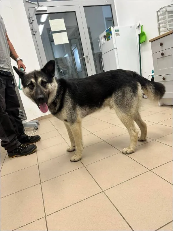 Znaleziono psa, Grudziądz, 30 czerwca 2024