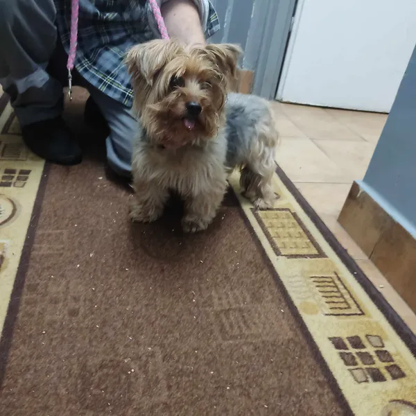 Znaleziono psa, Sosnowiec, 28 czerwca 2024 (1/2)