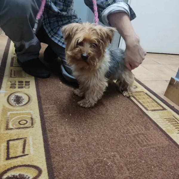 Znaleziono psa, Sosnowiec, 28 czerwca 2024 (2/2)