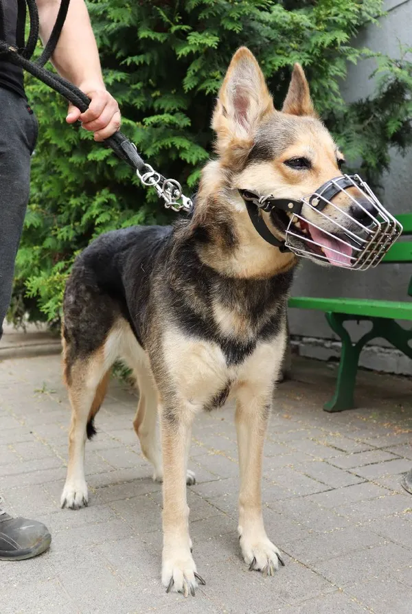 Znaleziono psa, Łódź, 30 czerwca 2024 (1/2)