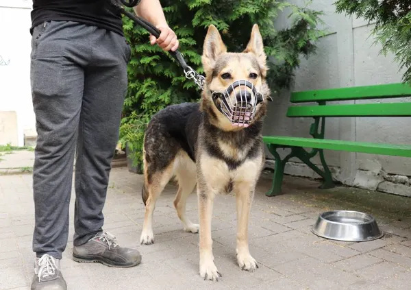 Znaleziono psa, Łódź, 30 czerwca 2024 (2/2)