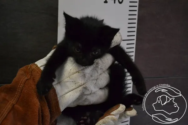 Znaleziono kota, Chełmek, 29 czerwca 2024