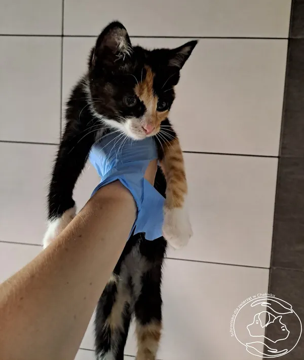 Znaleziono kota, Chełmek, 29 czerwca 2024