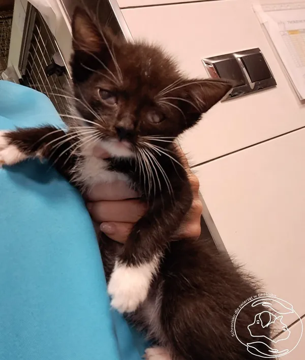 Znaleziono kota, Chełmek, 29 czerwca 2024