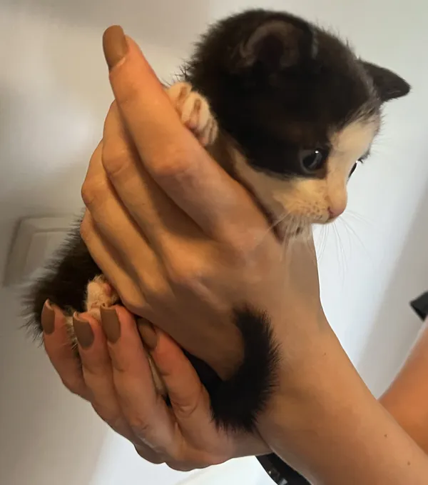 Znaleziono kota, Lublin, 30 czerwca 2024