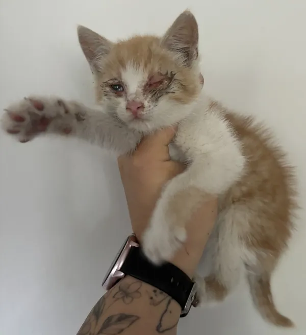 Znaleziono kota, Lublin, 1 lipca 2024