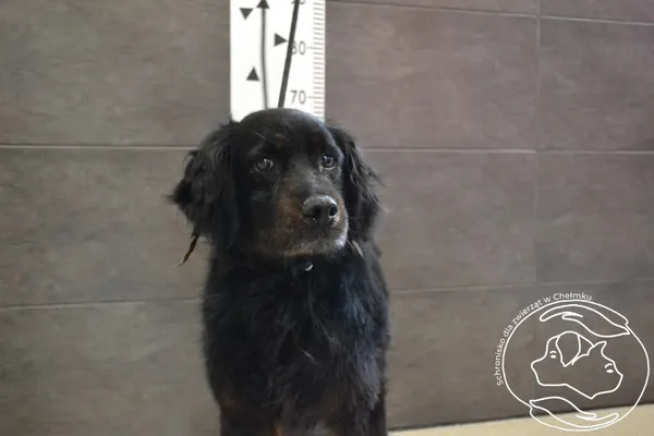 Znaleziono psa, Chełmek, 30 czerwca 2024