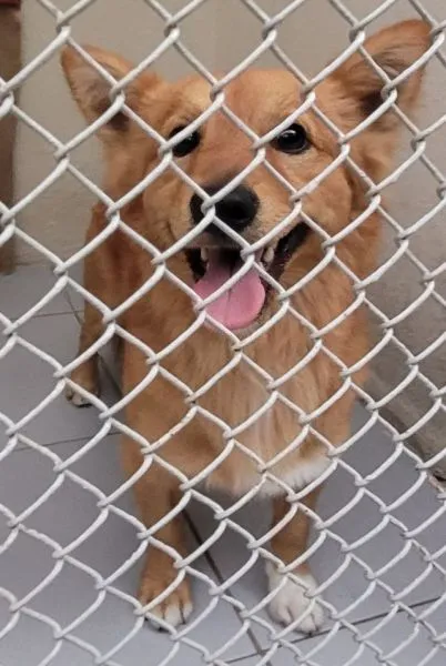 Znaleziono psa, Radom, 28 czerwca 2024