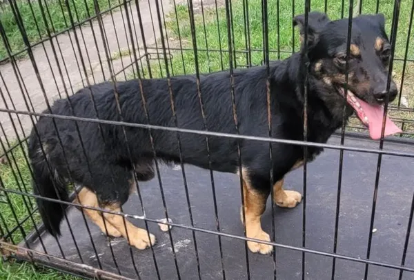 Znaleziono psa, Radom, 28 czerwca 2024