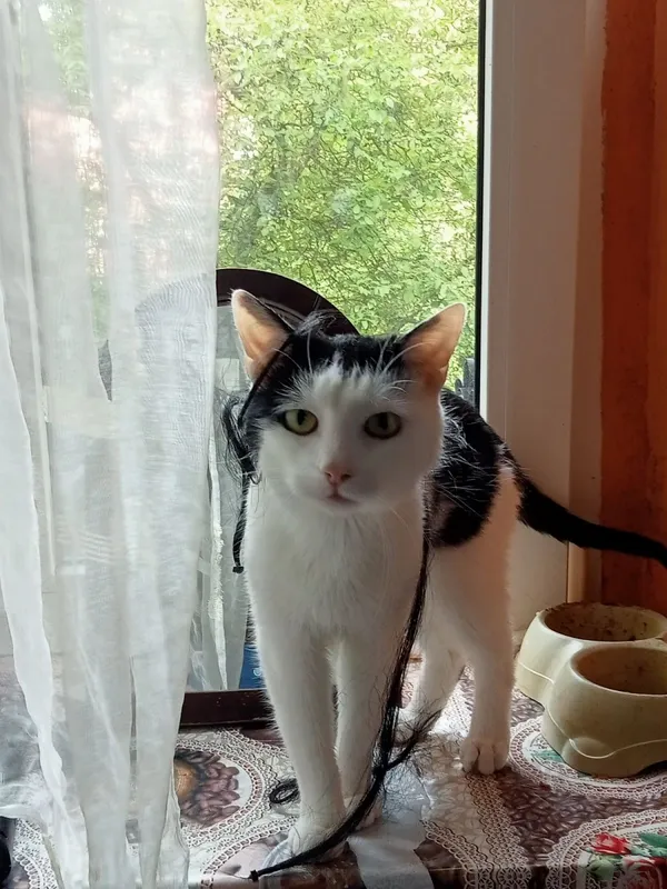 Zaginął kot, Łódź, 27 czerwca 2024